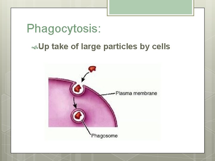 Phagocytosis: Up take of large particles by cells 