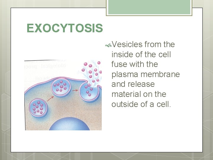 EXOCYTOSIS Vesicles from the inside of the cell fuse with the plasma membrane and