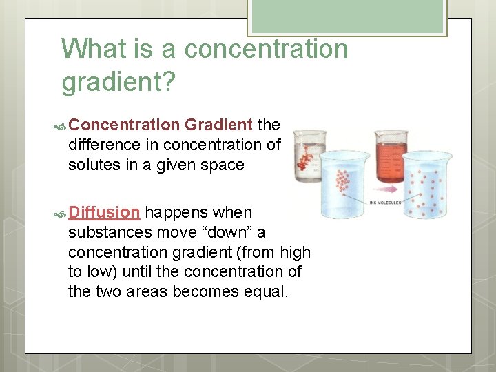 What is a concentration gradient? Concentration Gradient the difference in concentration of solutes in