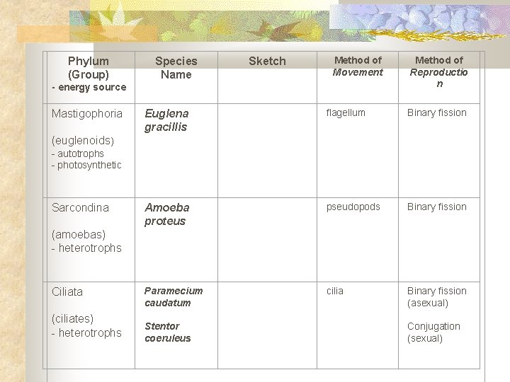 Phylum (Group) Species Name Sketch Method of Movement - energy source Mastigophoria Method of