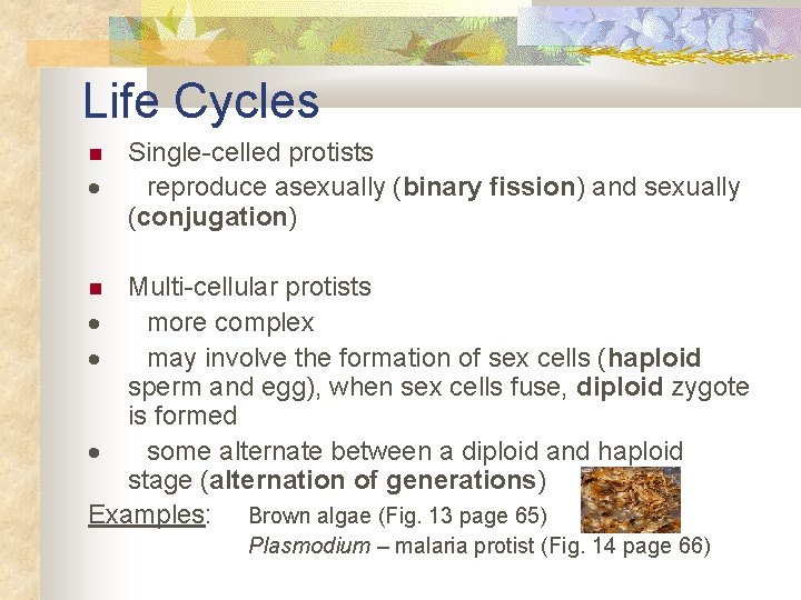 Life Cycles Single-celled protists reproduce asexually (binary fission) and sexually (conjugation) Multi-cellular protists more