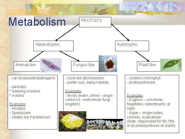 Metabolism PROTISTS Heterotrophic Animal-like - can be parasitic/pathogenic - parasites * sleeping sickness *