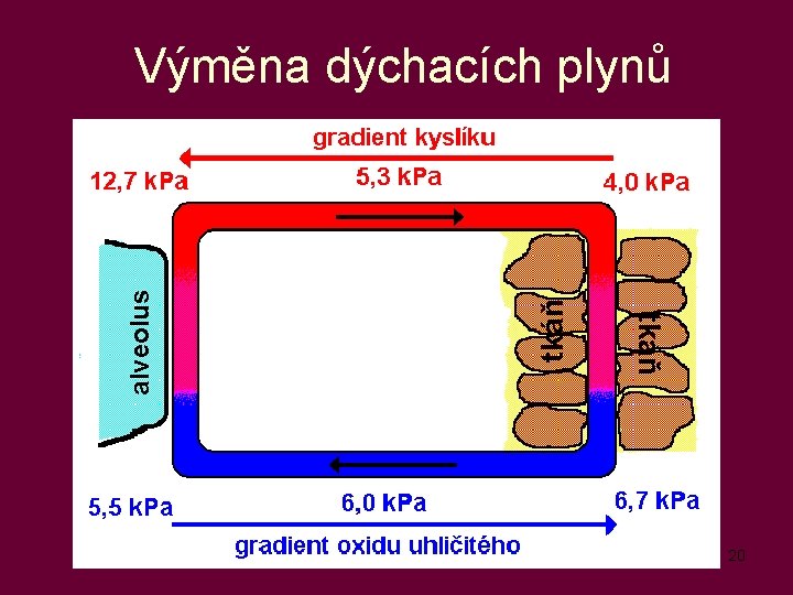 tkáň alveolus Výměna dýchacích plynů 20 