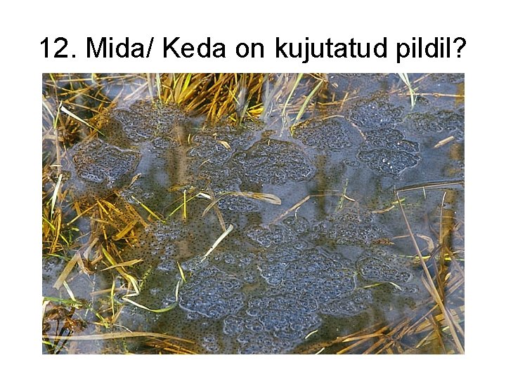 12. Mida/ Keda on kujutatud pildil? 