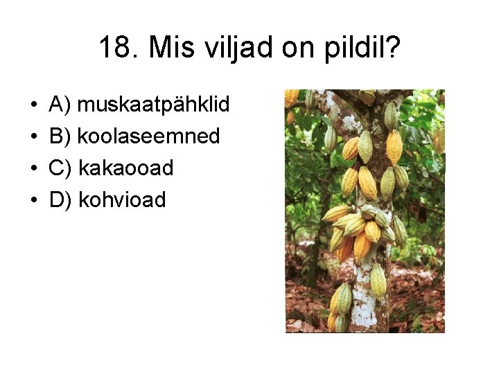 18. Mis viljad on pildil? • • A) muskaatpähklid B) koolaseemned C) kakaooad D)