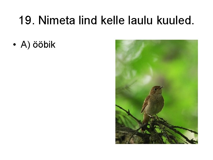 19. Nimeta lind kelle laulu kuuled. • A) ööbik 