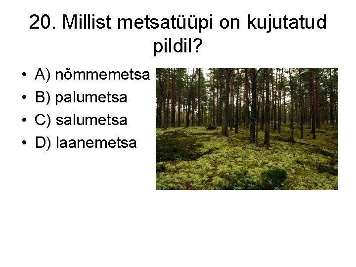 20. Millist metsatüüpi on kujutatud pildil? • • A) nõmmemetsa B) palumetsa C) salumetsa