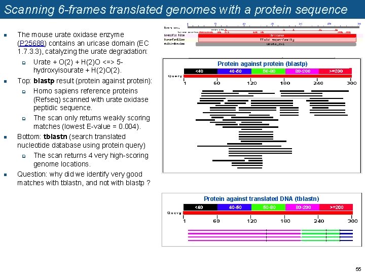 Scanning 6 -frames translated genomes with a protein sequence n n The mouse urate