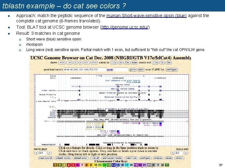 tblastn example – do cat see colors ? n n n Approach: match the