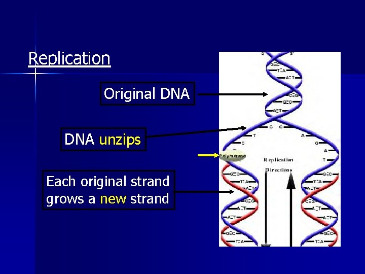 Replication Original DNA unzips Each original strand grows a new strand 