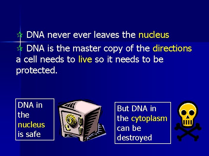 ¶ DNA never leaves the nucleus ¶ DNA is the master copy of the