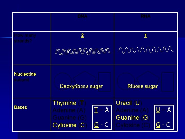 How many strands? Nucleotide subunit Bases DNA RNA 2 1 Deoxy. Nitroribose gen sugar