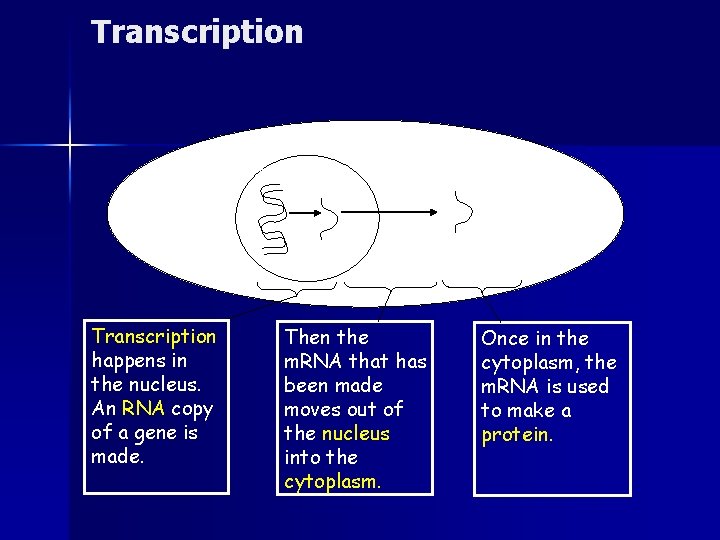 Transcription DNA m. RNA Cytoplasm of cell Nucleus Transcription happens in the nucleus. An