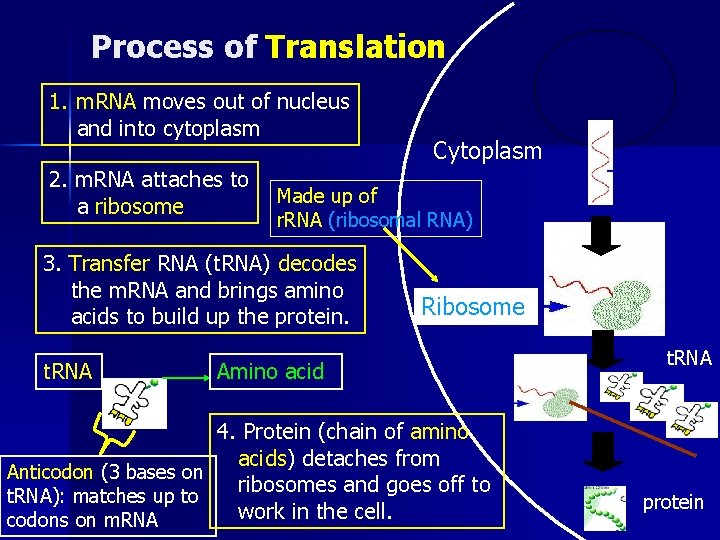 Process of Translation 1. m. RNA moves out of nucleus and into cytoplasm 2.