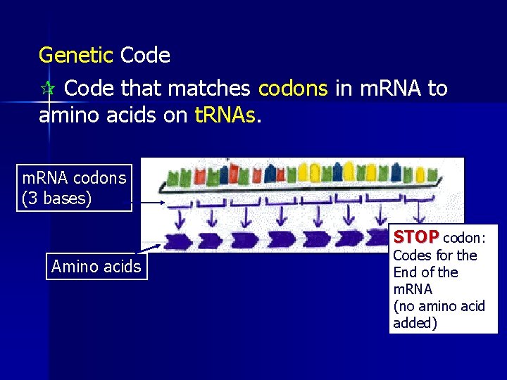 Genetic Code ¶ Code that matches codons in m. RNA to amino acids on