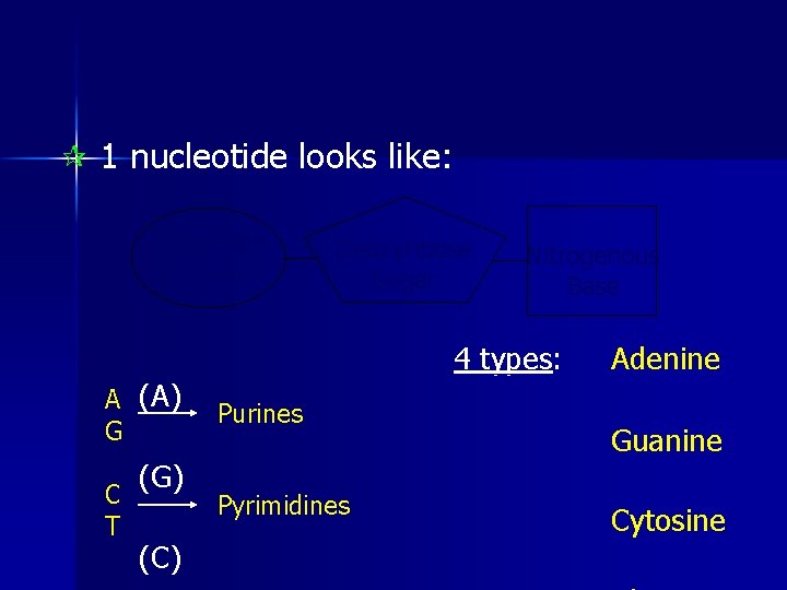 ¶ 1 nucleotide looks like: Phosphate Group A (A) G (G) C T (C)