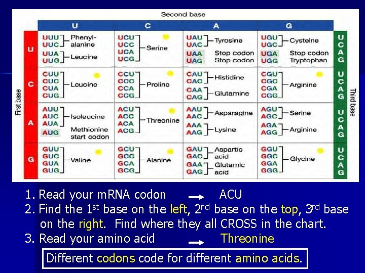 1. Read your m. RNA codon ACU 2. Find the 1 st base on