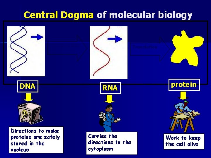 Central Dogma of molecular biology Transcription DNA Directions to make proteins are safely stored