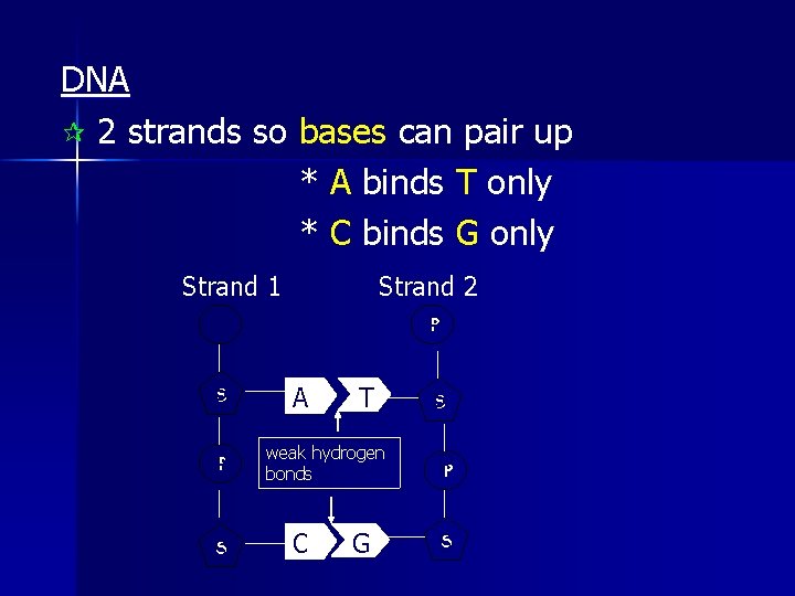 DNA ¶ 2 strands so bases can pair up * A binds T only