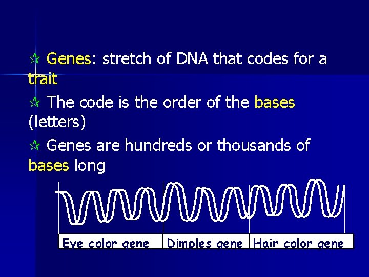 ¶ Genes: stretch of DNA that codes for a trait ¶ The code is