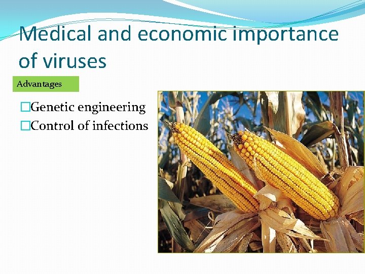 Medical and economic importance of viruses Advantages �Genetic engineering �Control of infections 