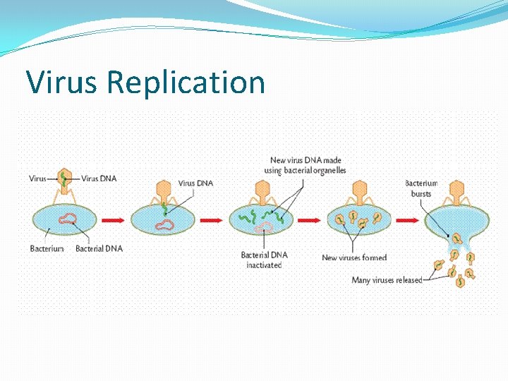 Virus Replication 