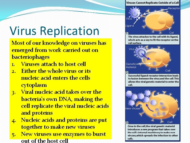 Virus Replication Most of our knowledge on viruses has emerged from work carried out