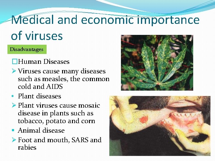 Medical and economic importance of viruses Disadvantages �Human Diseases Ø Viruses cause many diseases