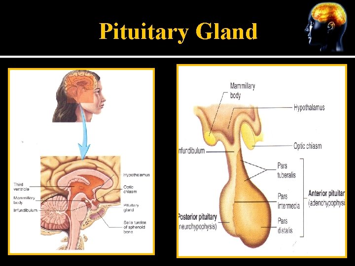 Pituitary Gland 