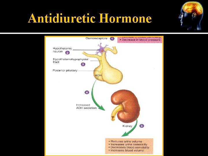 Antidiuretic Hormone 