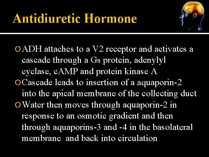 Antidiuretic Hormone ADH attaches to a V 2 receptor and activates a cascade through