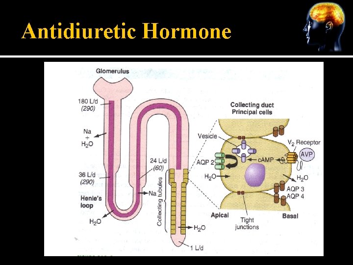 Antidiuretic Hormone 