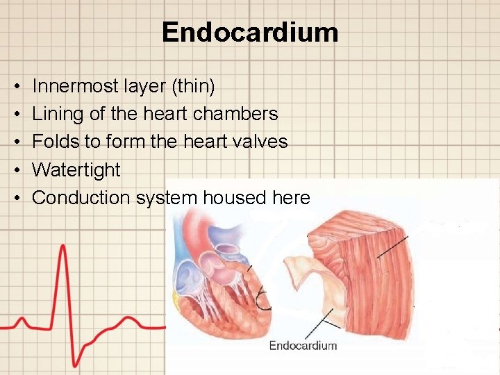 Endocardium • • • Innermost layer (thin) Lining of the heart chambers Folds to