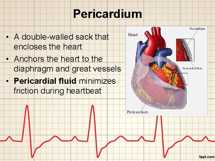 Pericardium • A double-walled sack that encloses the heart • Anchors the heart to
