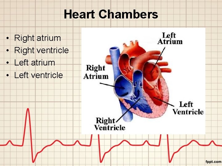 Heart Chambers • • Right atrium Right ventricle Left atrium Left ventricle 
