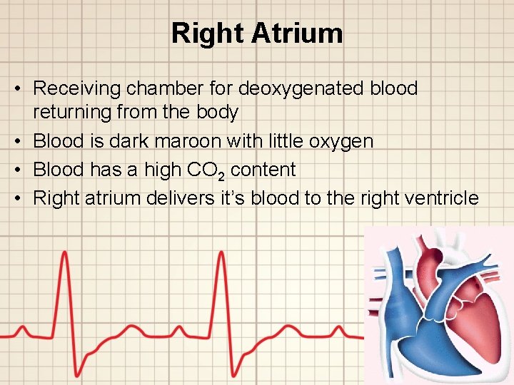 Right Atrium • Receiving chamber for deoxygenated blood returning from the body • Blood