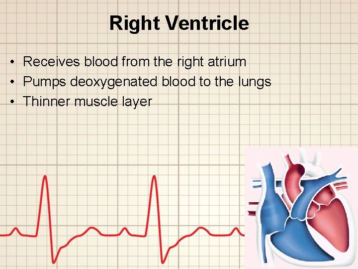 Right Ventricle • Receives blood from the right atrium • Pumps deoxygenated blood to