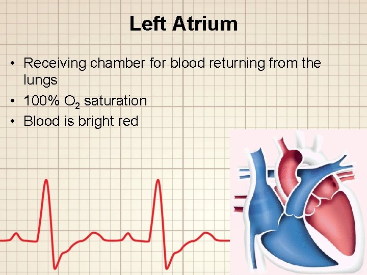 Left Atrium • Receiving chamber for blood returning from the lungs • 100% O