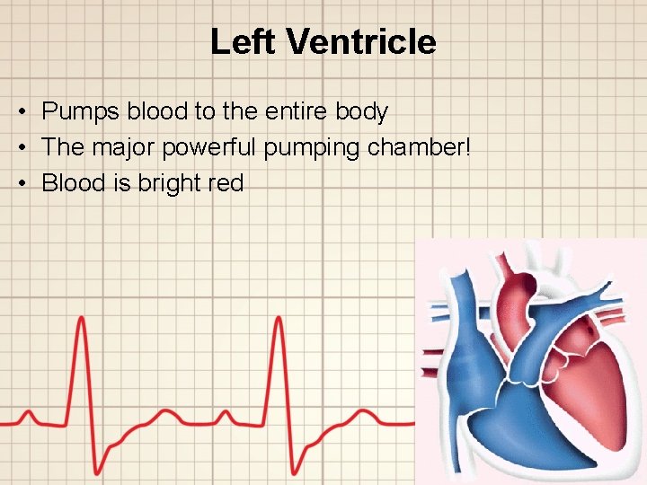 Left Ventricle • Pumps blood to the entire body • The major powerful pumping