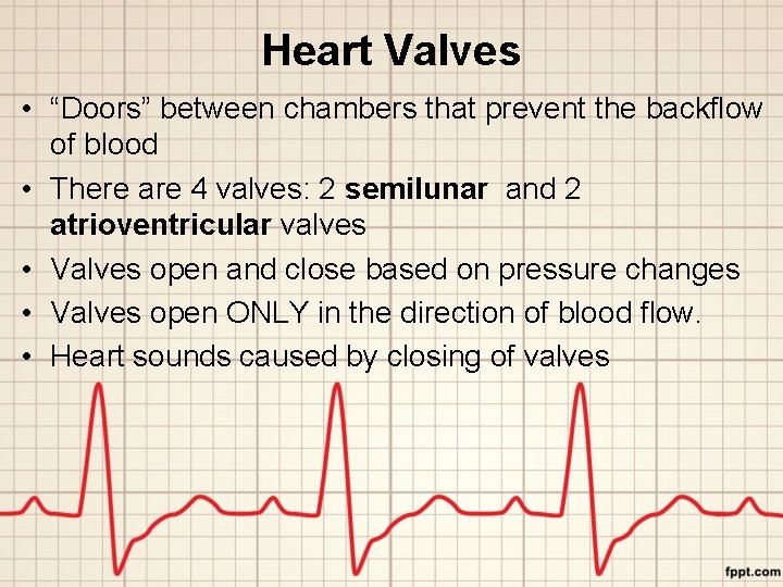 Heart Valves • “Doors” between chambers that prevent the backflow of blood • There