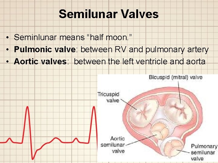 Semilunar Valves • Seminlunar means “half moon. ” • Pulmonic valve: between RV and