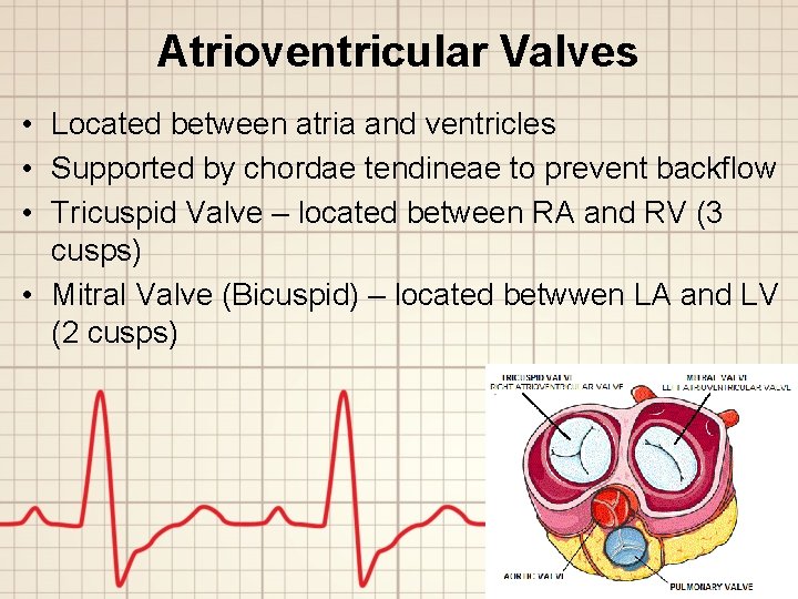 Atrioventricular Valves • Located between atria and ventricles • Supported by chordae tendineae to
