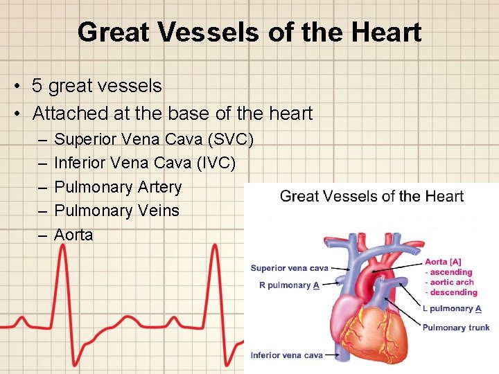 Great Vessels of the Heart • 5 great vessels • Attached at the base