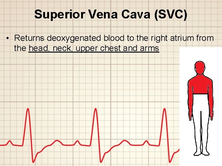 Superior Vena Cava (SVC) • Returns deoxygenated blood to the right atrium from the