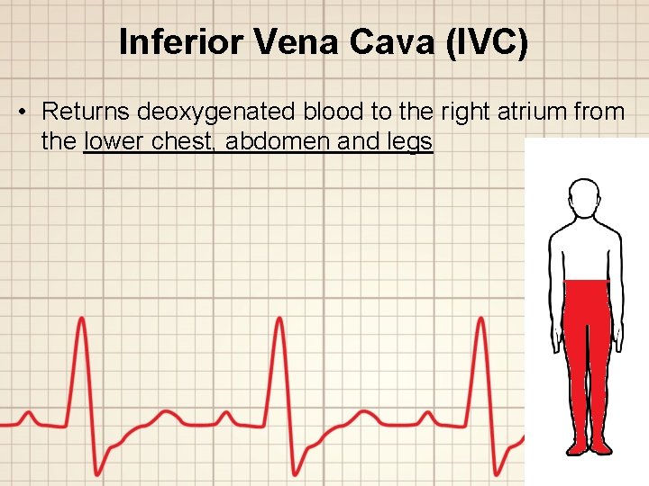 Inferior Vena Cava (IVC) • Returns deoxygenated blood to the right atrium from the