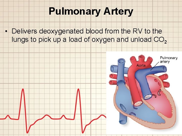 Pulmonary Artery • Delivers deoxygenated blood from the RV to the lungs to pick