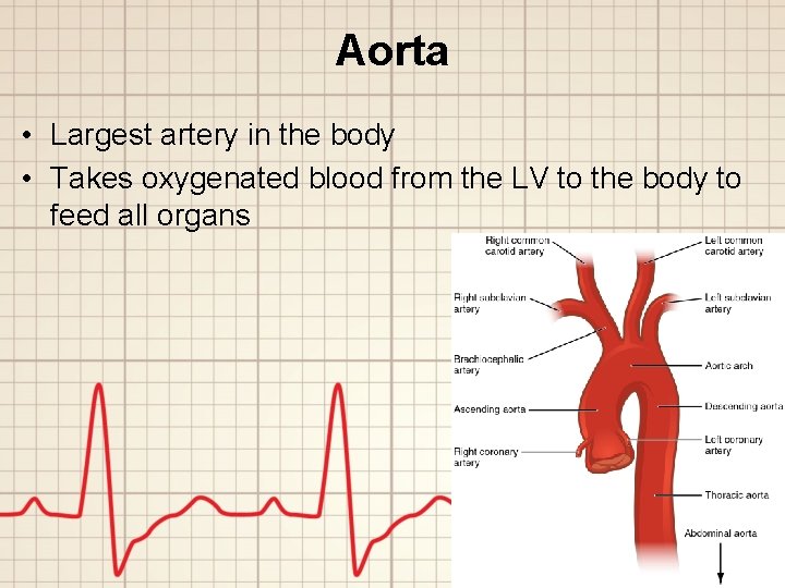Aorta • Largest artery in the body • Takes oxygenated blood from the LV