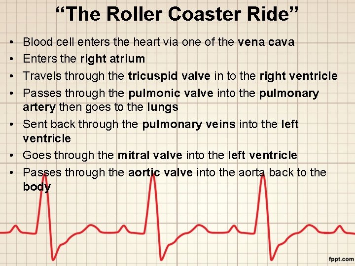 “The Roller Coaster Ride” • • Blood cell enters the heart via one of