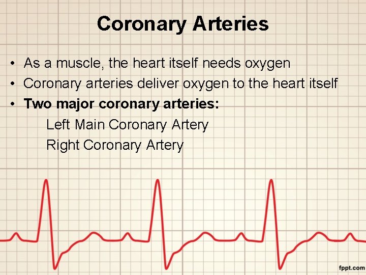 Coronary Arteries • As a muscle, the heart itself needs oxygen • Coronary arteries