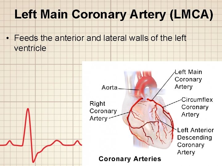 Left Main Coronary Artery (LMCA) • Feeds the anterior and lateral walls of the